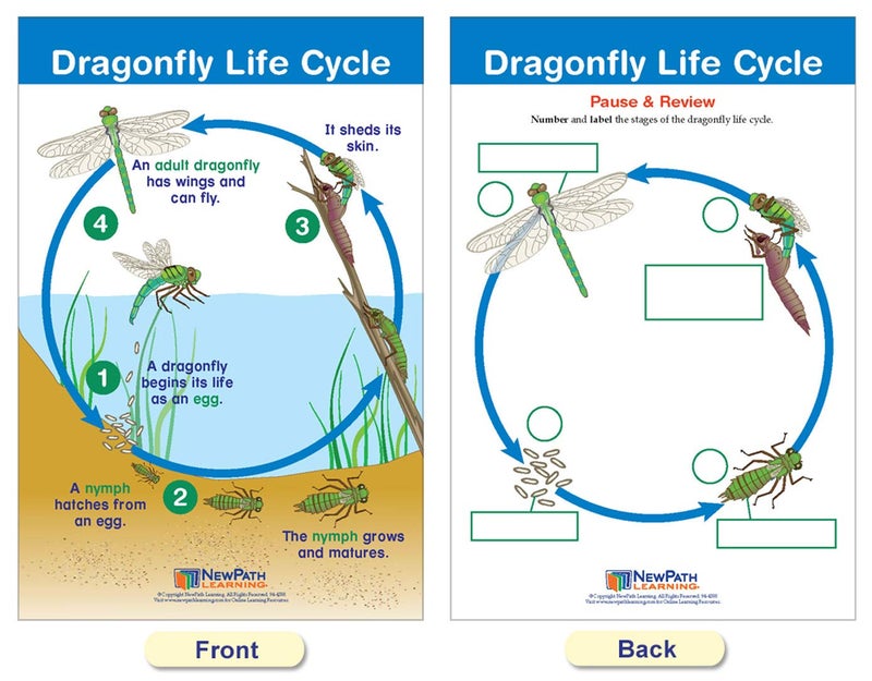 New Path Learning NewPath Learning Life Cycles Bulletin Board Charts, Set/8 - Laminated, Double-Sided, Full-Color, 12" x 18" (94-1504) - Image 3