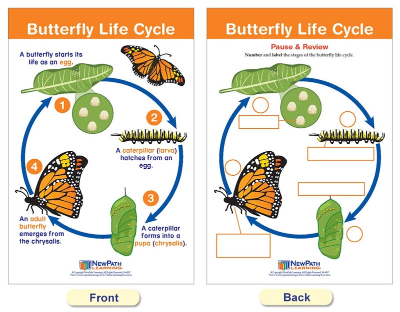 New Path Learning NewPath Learning Life Cycles Bulletin Board Charts, Set/8 - Laminated, Double-Sided, Full-Color, 12" x 18" (94-1504) - Image 2