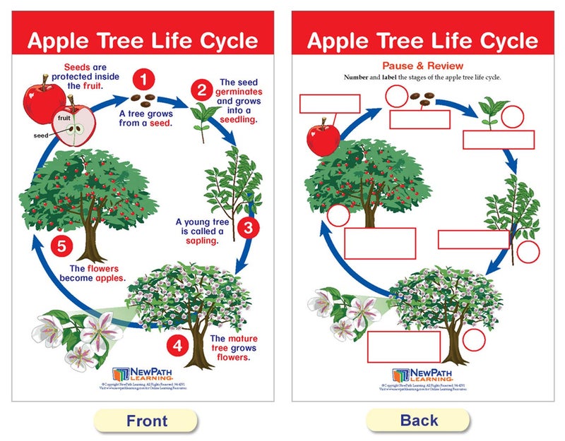 New Path Learning NewPath Learning Life Cycles Bulletin Board Charts, Set/8 - Laminated, Double-Sided, Full-Color, 12" x 18" (94-1504) - Image 5
