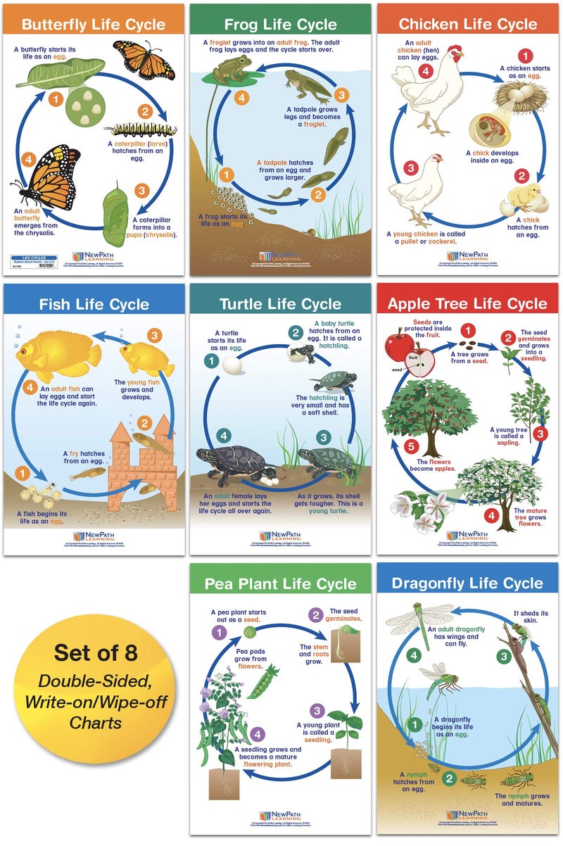 New Path Learning NewPath Learning Life Cycles Bulletin Board Charts, Set/8 - Laminated, Double-Sided, Full-Color, 12" x 18" (94-1504) - Image 1