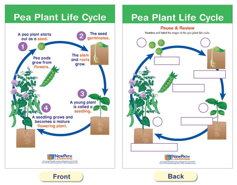 New Path Learning NewPath Learning Life Cycles Bulletin Board Charts, Set/8 - Laminated, Double-Sided, Full-Color, 12" x 18" (94-1504) - Image 4