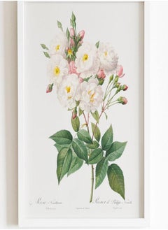 (Assembly frame) Rosa × Noisettiana (Noisette Rose) by Pierre-Joseph Redouté (Raphael of Flowers) Premium Giclee Floral Art Print, also available Framed