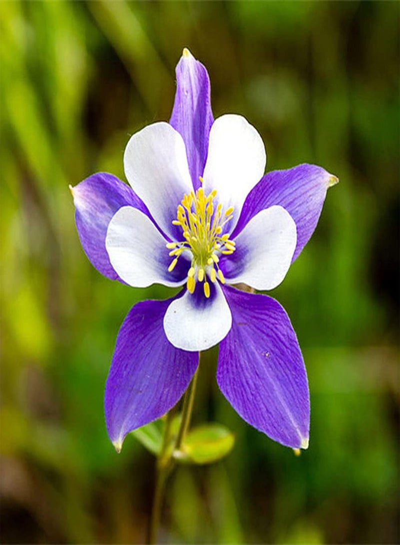 GGOOT 50Pcs Aquilegia Seeds Rare Purple Exotic Columbine Flower Decorative Garden Balcony Easy Planting Low Maintenance Loved by Gardeners - Image 2