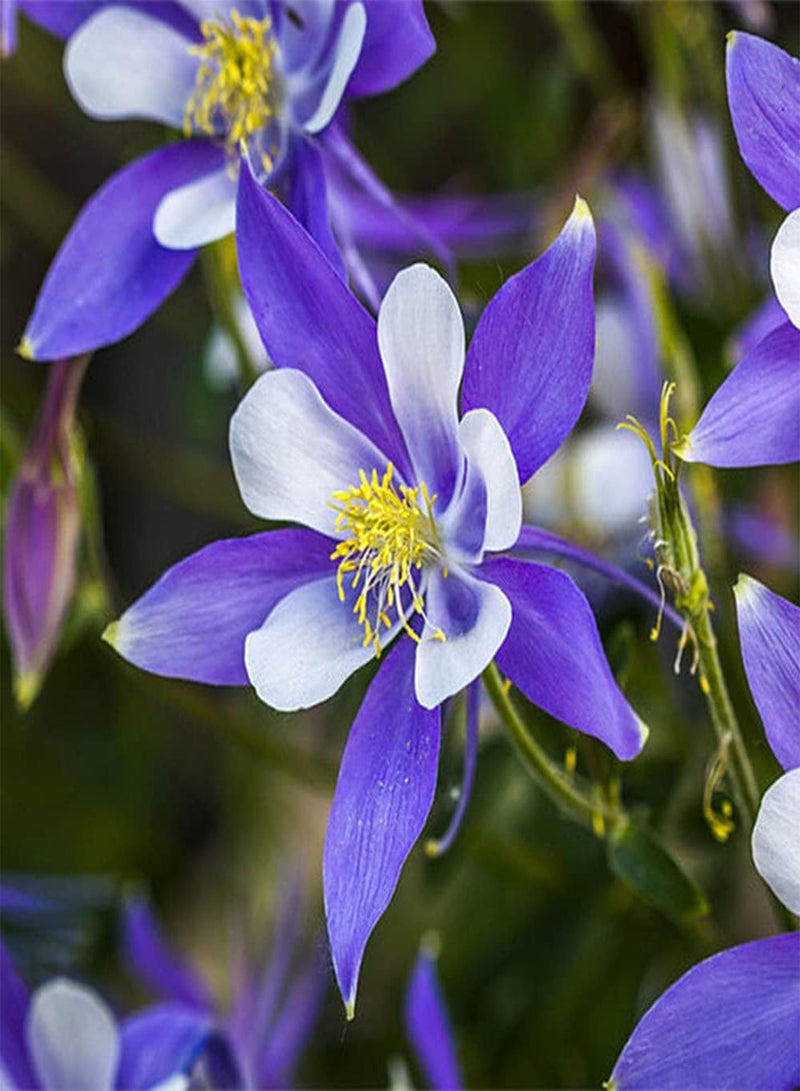 GGOOT 50Pcs Aquilegia Seeds Rare Purple Exotic Columbine Flower Decorative Garden Balcony Easy Planting Low Maintenance Loved by Gardeners - Image 1