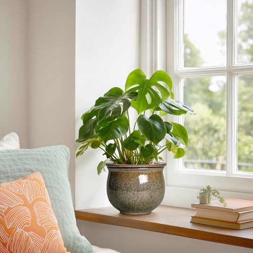 Teagas Self Watering Planters for Indoor Plants, 6 Inch Ceramic African Violet Pots with Absorbent Inner Pot, Ceramic Plant Pot, Round Flower Pots, Bathroom Decor, Housewarming Gifts, Yellowish Brown - Image 4