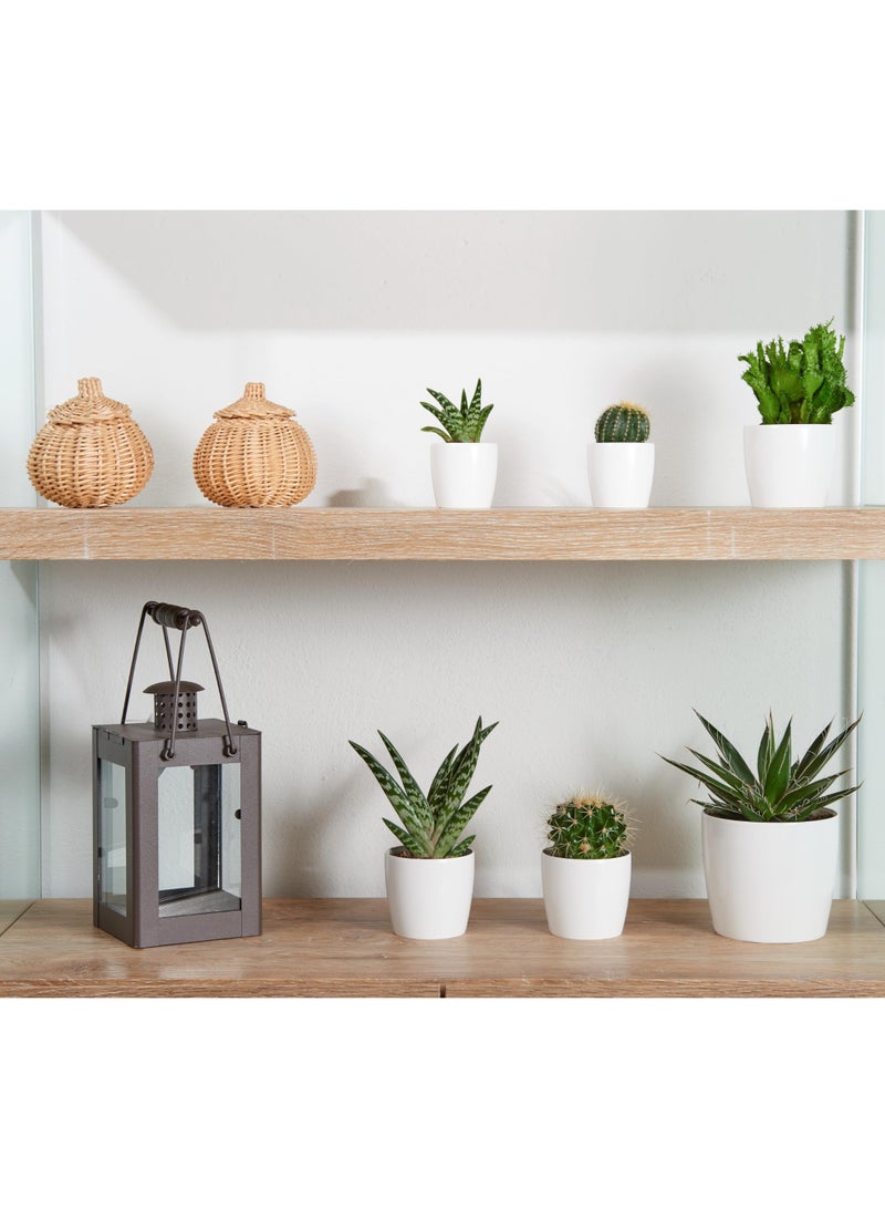 IDEL Plastic Flower Pot Round Planter – 2L & 4.5L Durable Plant Pots for Indoor & Outdoor Use – Lightweight Decorative Garden Planter in Multiple Colors – Round Living - Made in Italy - by Idel - Image 5