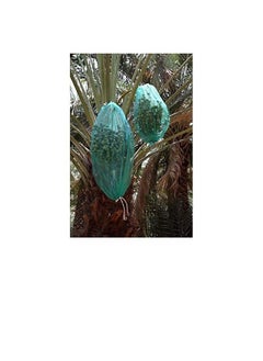 Generic Dates Cover Net Type 85 x 70 cm with Strong Black Rope, HDPE Mono-filament Date Palm Bag, Suitable for protecting the dates on the tree.  - Image 3