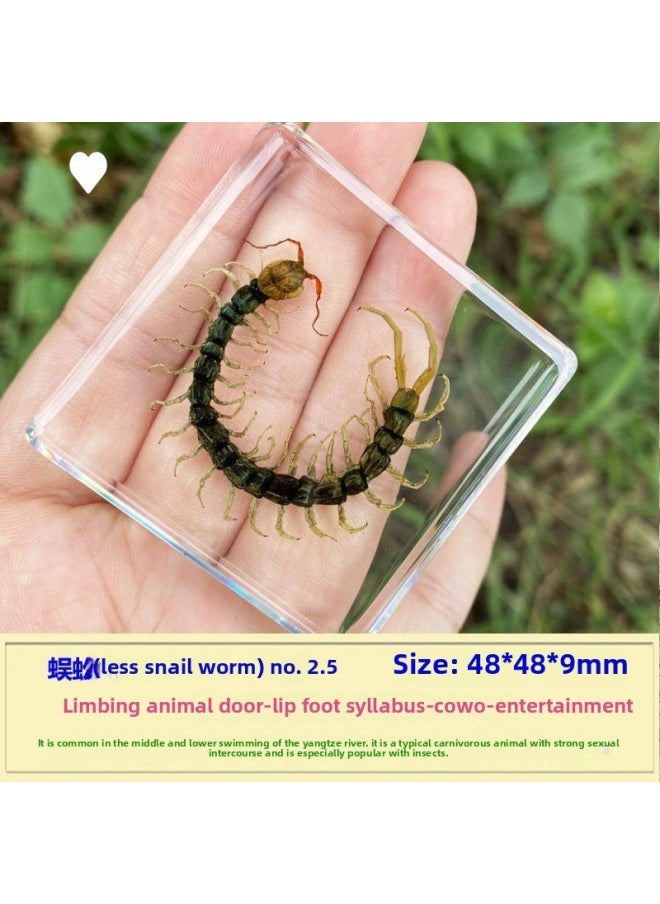 Insect Specimen Real Mono Fairy Amber Scarab Book Town Home Desk Decoration Mantis Spider Scorpion Factory-Color:Centipede 2.5  - Image 1