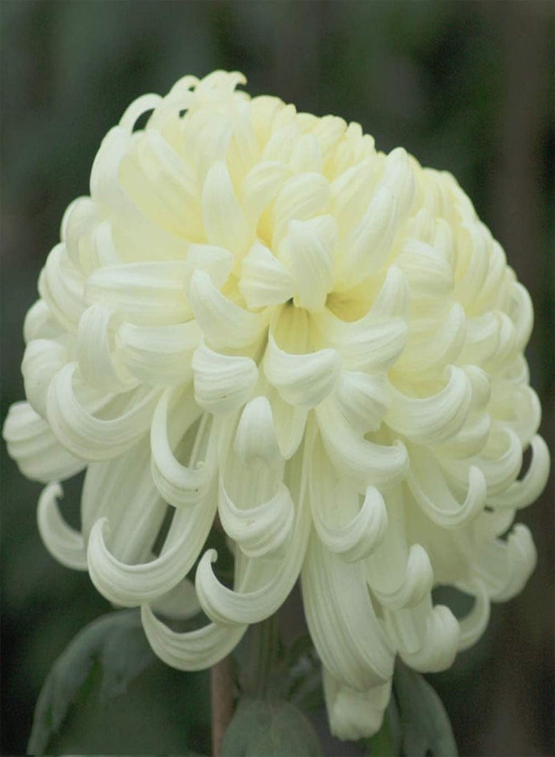 GGOOT 50Pcs Chrysanthemum Seeds Perennial Herbal Flowers for Planting Beautiful Fragrance Cut Flowers Suitable for Novices Simple Entry - Image 2