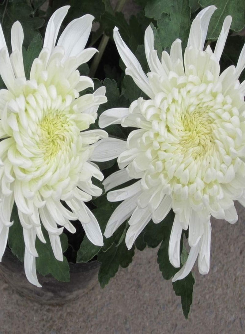 GGOOT 50Pcs Chrysanthemum Seeds Perennial Herbal Flowers for Planting Beautiful Fragrance Cut Flowers Suitable for Novices Simple Entry - Image 3