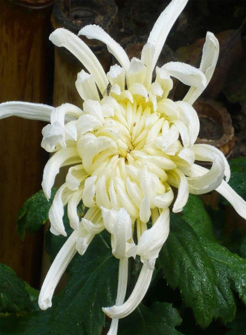 GGOOT 50Pcs Chrysanthemum Seeds Perennial Herbal Flowers for Planting Beautiful Fragrance Cut Flowers Suitable for Novices Simple Entry - Image 1