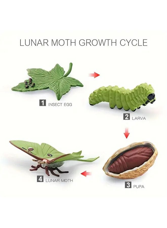 دورة حياة عثة القمر نمو محاكاة نموذج حشرة لعبة روضة أداة تعليمية - Image 1