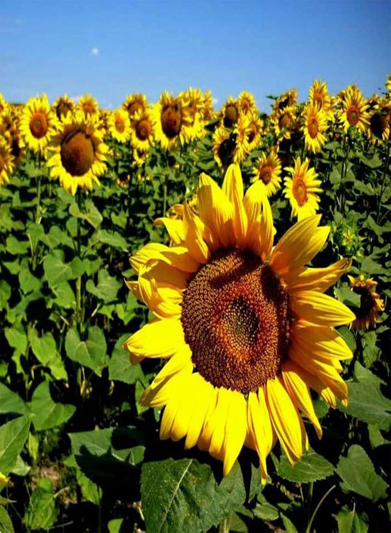 GGOOT Sunflower Seeds,Sun Flower,High Germination Rate,Gardening Essentials,Strong root-300 pcs,D