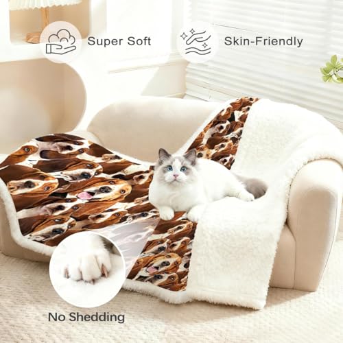 BlessLiving Bassett Hound Blanket Throw Fuzzy Dog Soft Blanket for Kids Girls Adults Women Cute Puppy Fleece Blanket Animal Pattern Sherpa Plush Blanket (50 x 60 Inches) - Image 2