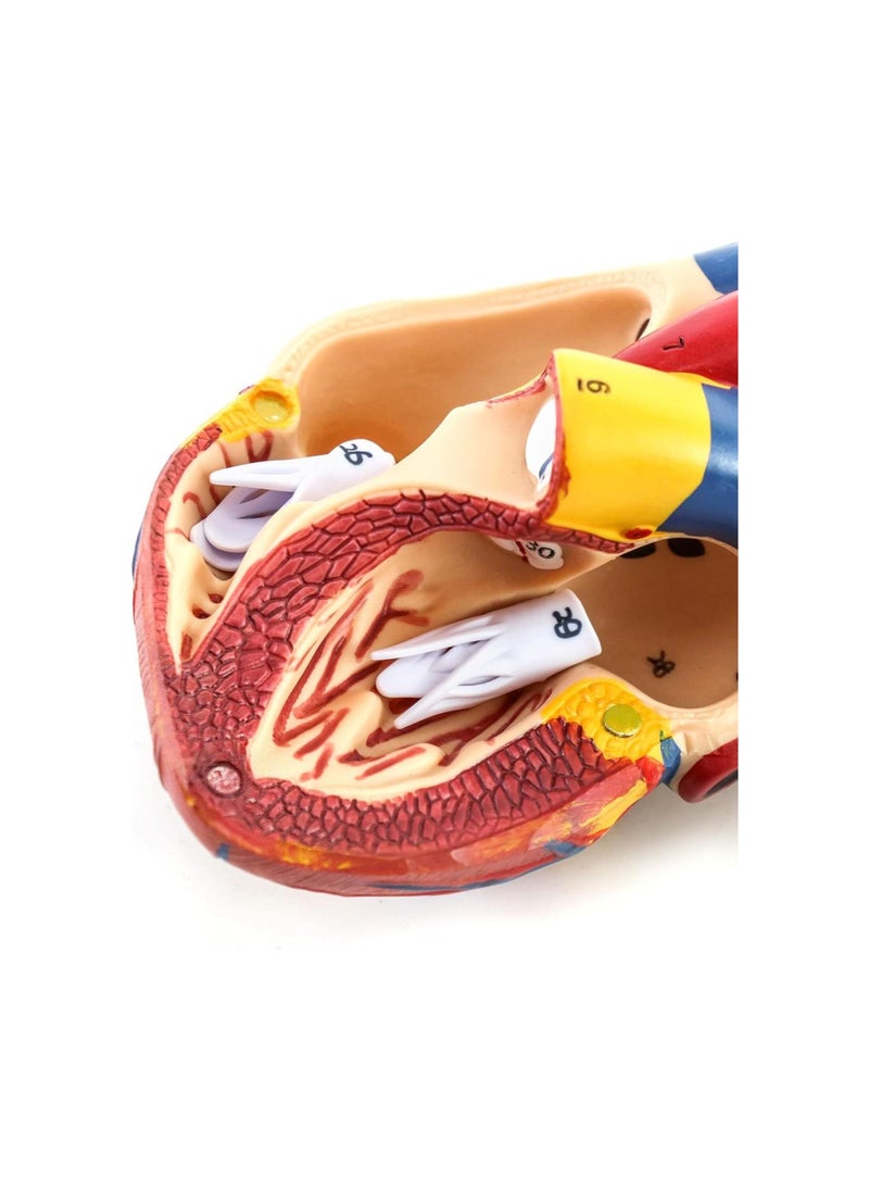 Generic - Human Heart Model, Anatomically Accurate Numbered 2-Part Life Size Heart Medical Model with 34 Anatomical Structures, Held Together with Magnets on Base - Image 1