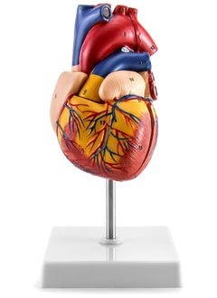 Human Heart Model, Anatomically Accurate Numbered 2-Part Life Size Heart Medical Model with 34 Anatomical Structures, Held Together with Magnets on Base