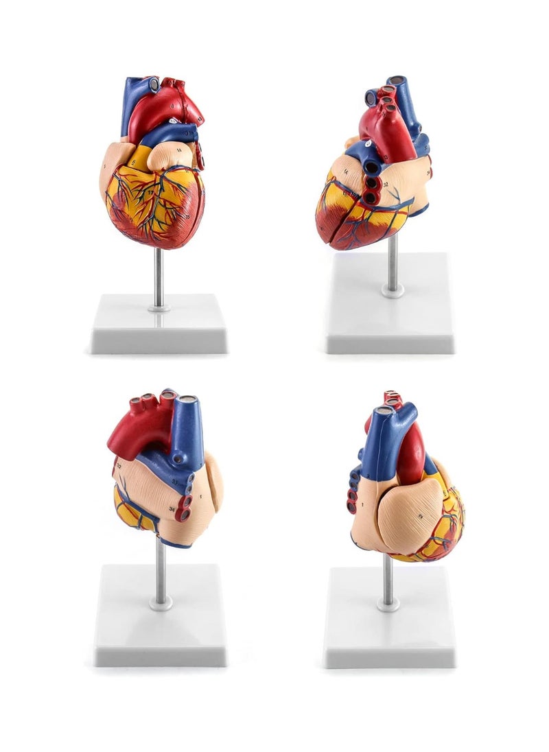Generic - Human Heart Model, Anatomically Accurate Numbered 2-Part Life Size Heart Medical Model with 34 Anatomical Structures, Held Together with Magnets on Base - Image 1