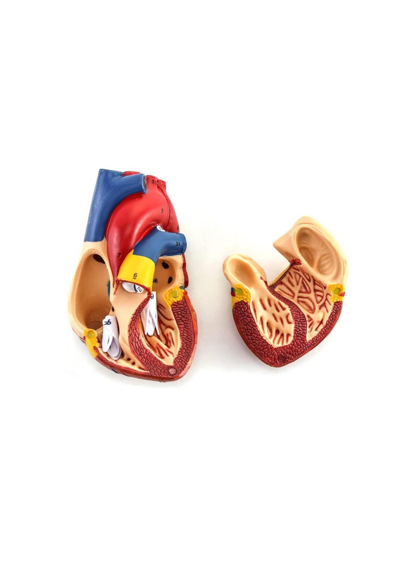 Generic - Human Heart Model, Anatomically Accurate Numbered 2-Part Life Size Heart Medical Model with 34 Anatomical Structures, Held Together with Magnets on Base - Image 1