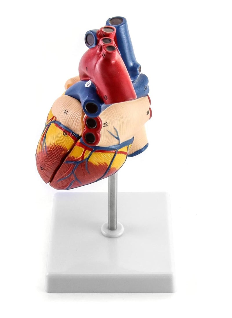 Generic - Human Heart Model, Anatomically Accurate Numbered 2-Part Life Size Heart Medical Model with 34 Anatomical Structures, Held Together with Magnets on Base - Image 1