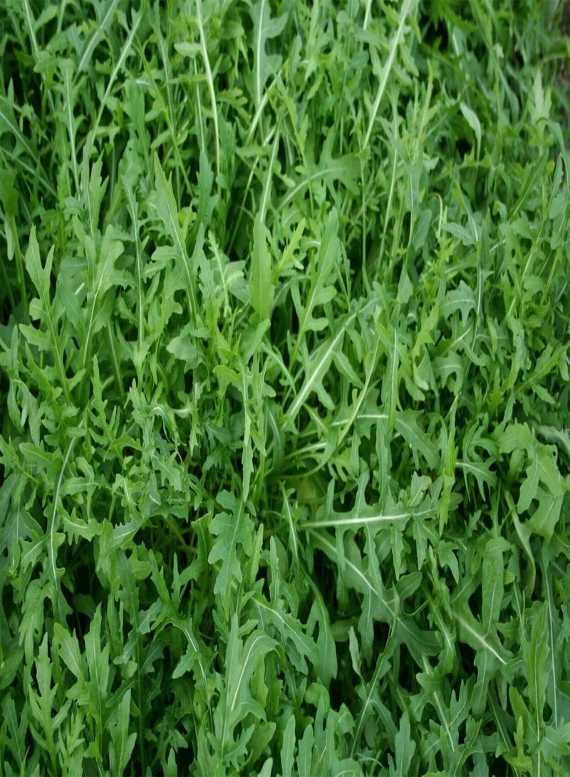 GGOOT Rocket Salad - Eruca Sativa Vegetable Seeds, Also Known as Arugula Home Garden Planting by Heavy Torch, 100 Grams