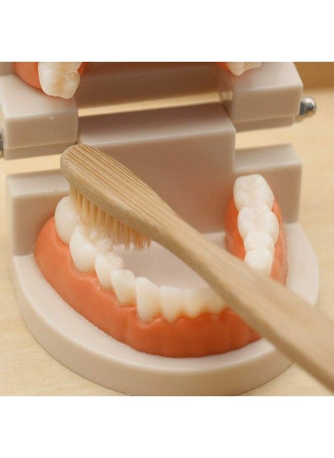 MEROCO Montessori Practical Life Brushing Teeth Model And Cards Montessori Homeschool Learning Preschool Toys For Toddlers  - Image 5