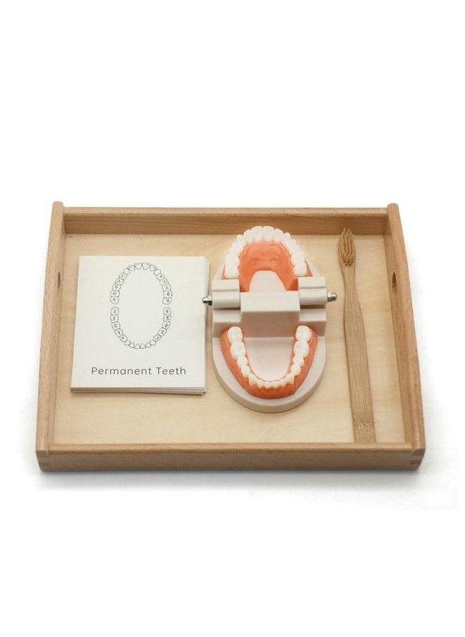 MEROCO Montessori Practical Life Brushing Teeth Model And Cards Montessori Homeschool Learning Preschool Toys For Toddlers  - Image 2