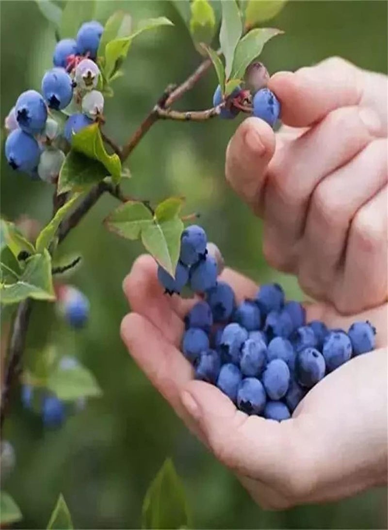 GGOOT Imported Blueberry Seeds-Collection Herb Seeds Vigorous Strong Growing Plant Sowing Now-500 Pcs - Image 1