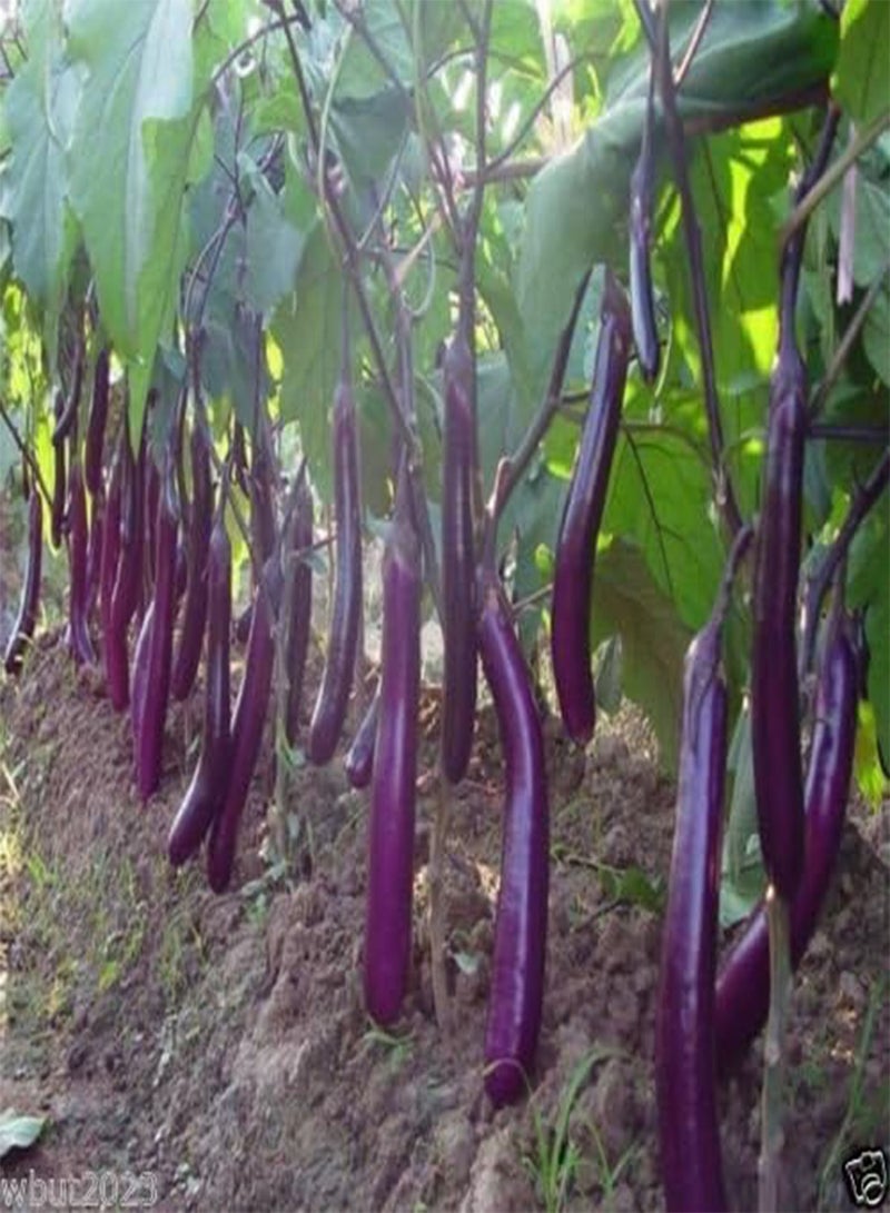 GGOOT Eggplant,organic,purple Long Eggplant, Italian Heirloom~ 300 Vegetable Seeds - Image 2