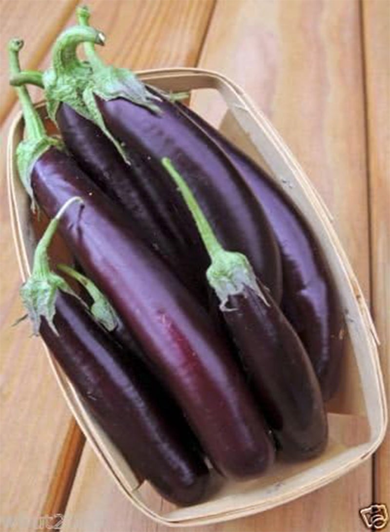 GGOOT Eggplant,organic,purple Long Eggplant, Italian Heirloom~ 300 Vegetable Seeds - Image 1