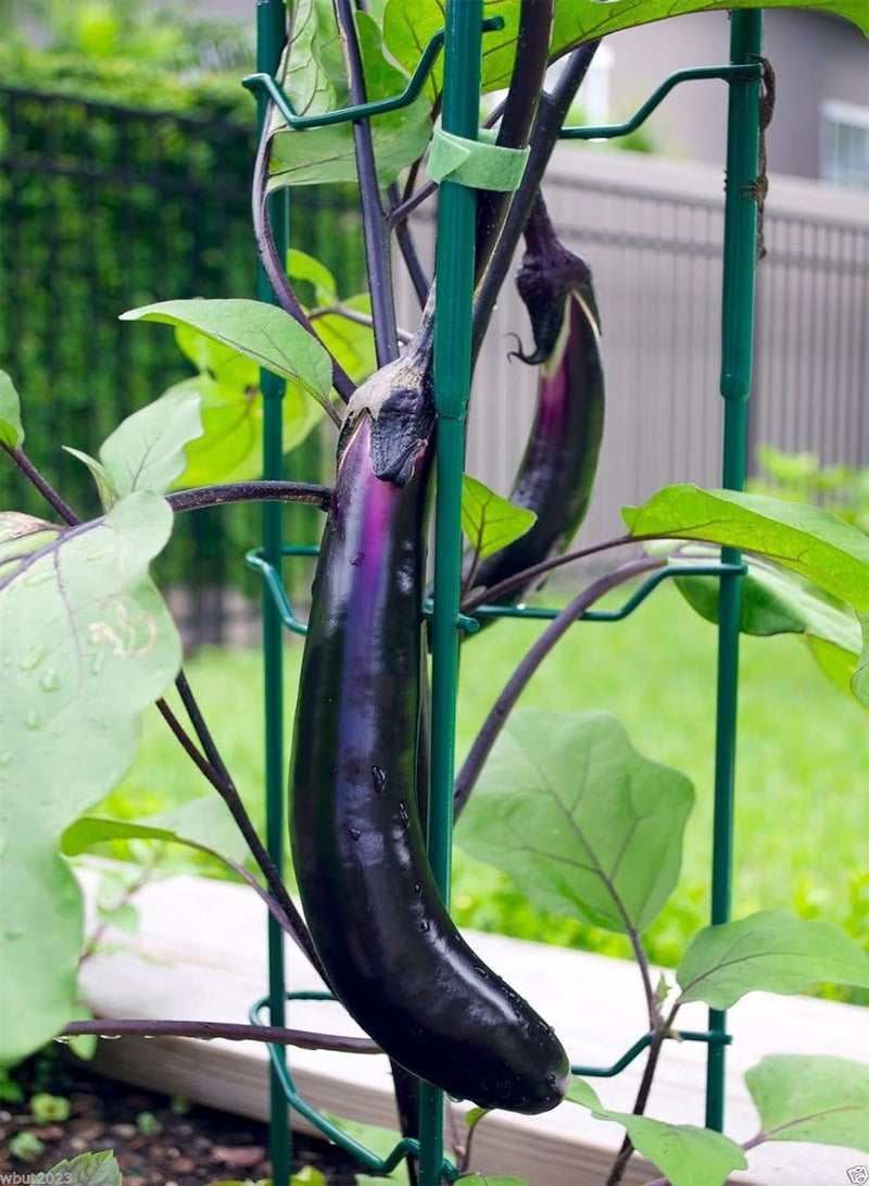GGOOT Eggplant,organic,purple Long Eggplant, Italian Heirloom~ 300 Vegetable Seeds - Image 3