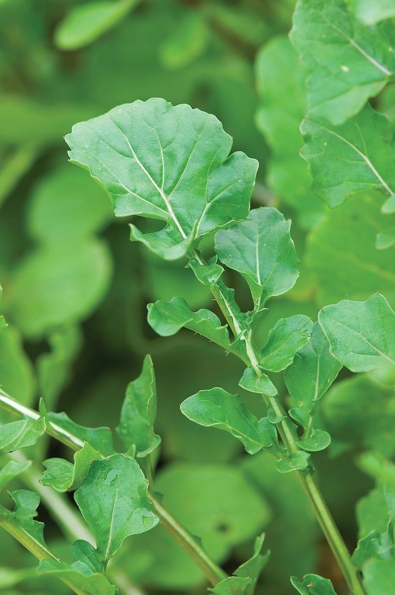 Burpee Rocket Arugula Seeds 2000 seeds - Image 2