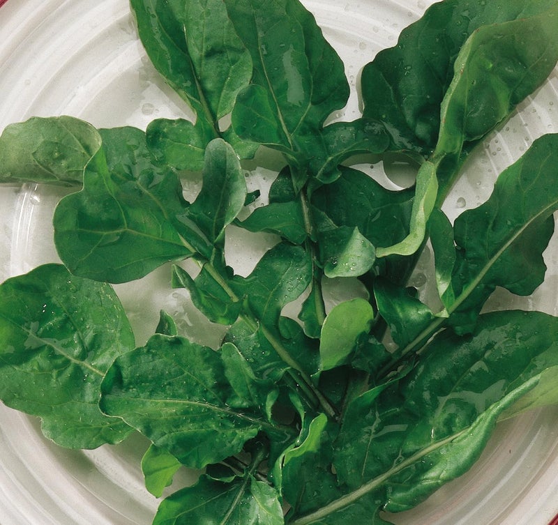 Burpee Rocket Arugula Seeds 2000 seeds - Image 3