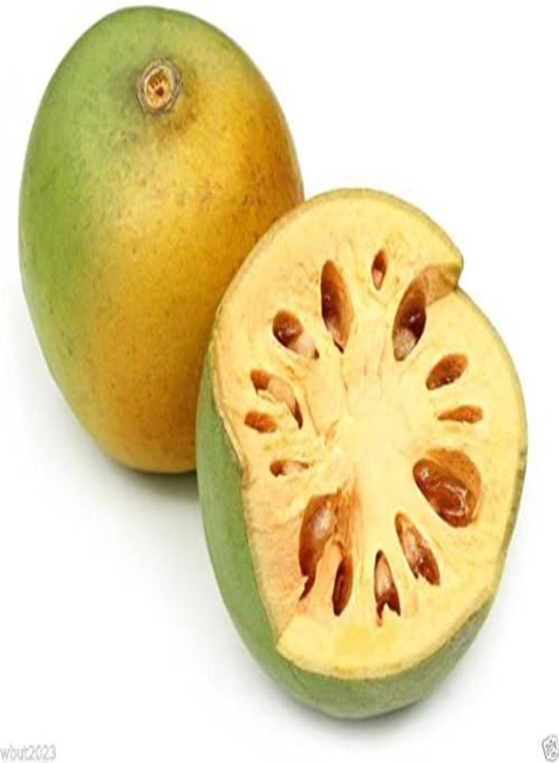 INDIAN BAEL Seeds a.K.a Bengal Quince, Golden Apple, Stone Apple, Aegle marmelos