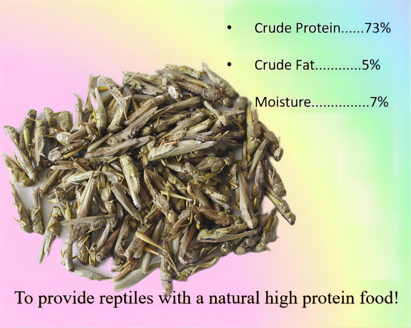 Classic Flock 2oz Freeze-Dried Grasshoppers - Nutritious Reptile & Amphibian Food for High Protein and Essential Amino Acids - Image 2