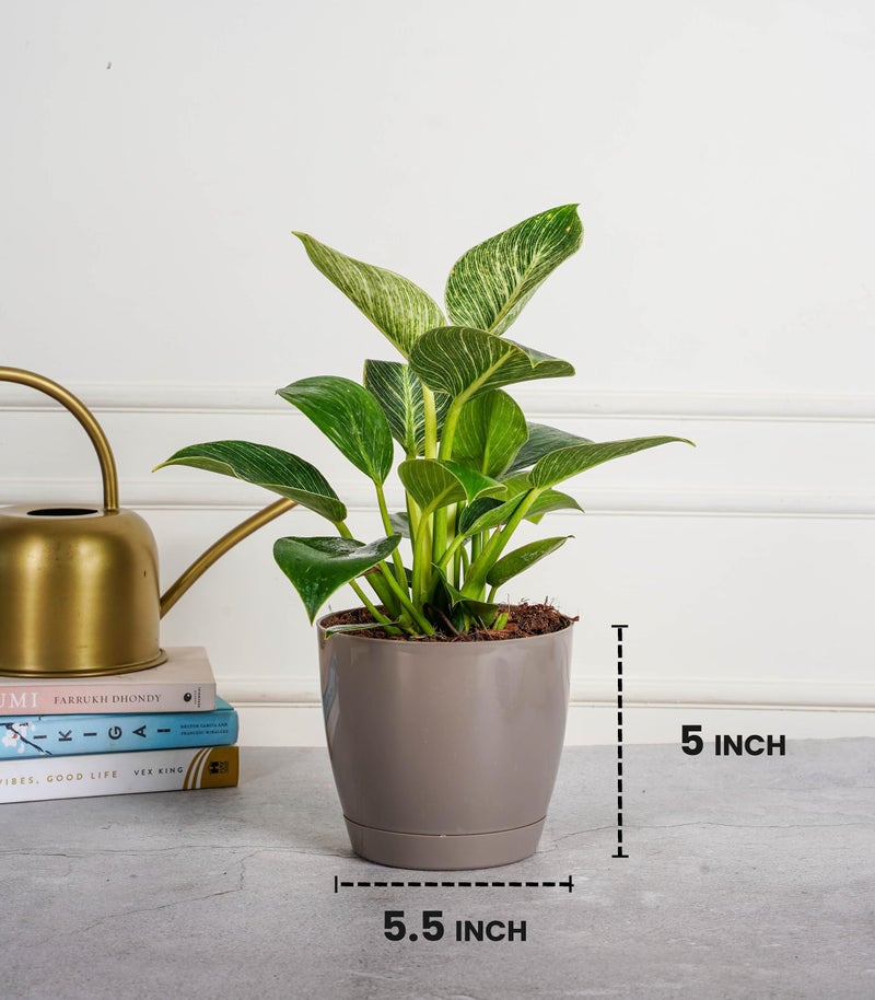 Nurturing Green® Combo of 4 Self Watering Flower Pots for Living Room & Home Decor | Plastic Plant Pots for Indoor, Balcony & Garden (Color: Assorted, Size: 14cm x 12.5cm Each) - Image 3