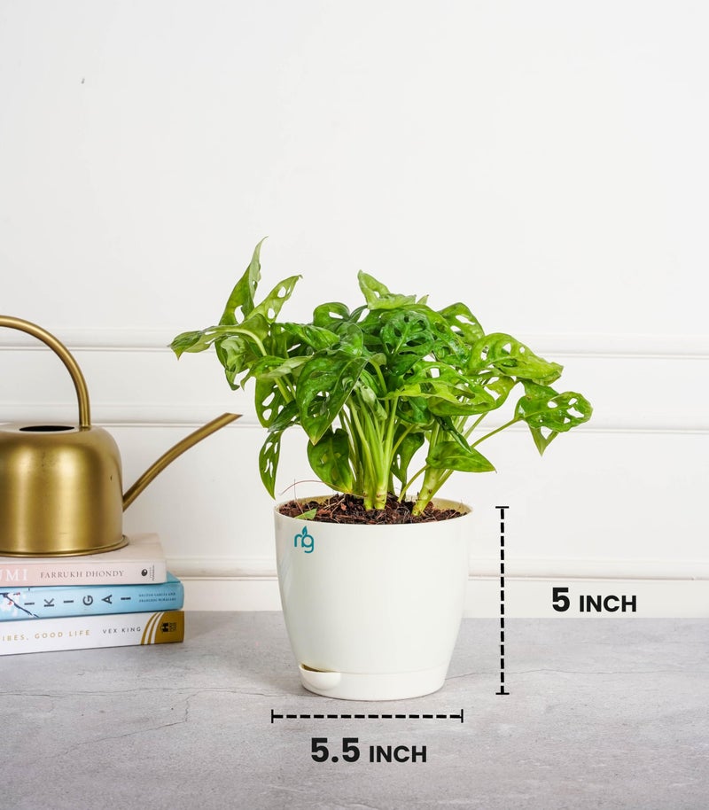 Nurturing Green® Combo of 4 Self Watering Flower Pots for Living Room & Home Decor | Plastic Plant Pots for Indoor, Balcony & Garden (Color: Assorted, Size: 14cm x 12.5cm Each) - Image 5