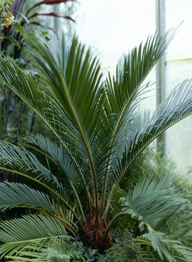 GGOOT Sago Cycas Seeds for Planting, Tropical Easy to Plant Green Sago Palm Tree Seeds for Garden Easy to Plant,Gardening,Home Decor - Sago Cycas Seeds - Image 2