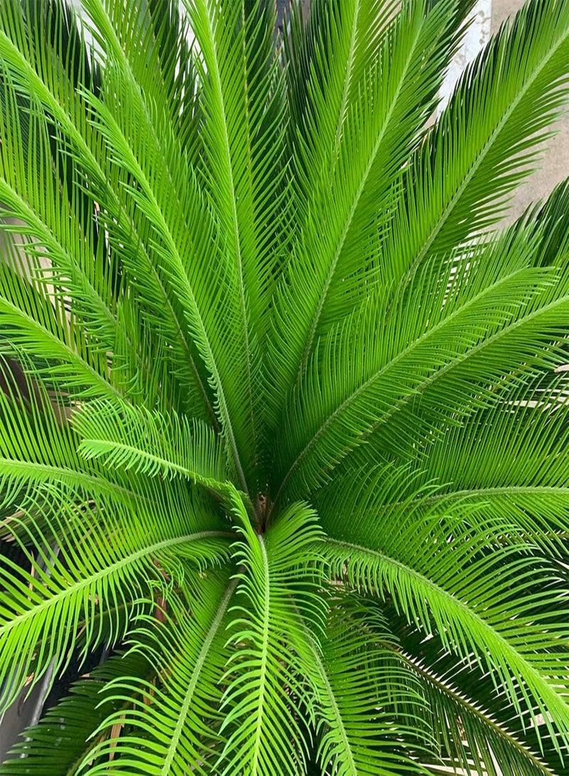 GGOOT Sago Cycas Seeds for Planting, Tropical Easy to Plant Green Sago Palm Tree Seeds for Garden Easy to Plant,Gardening,Home Decor - Sago Cycas Seeds - Image 3