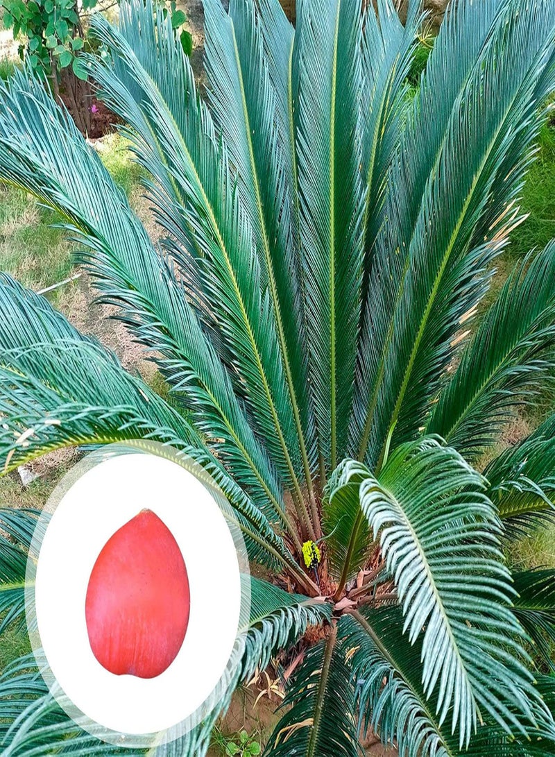 GGOOT Sago Cycas Seeds for Planting, Tropical Easy to Plant Green Sago Palm Tree Seeds for Garden Easy to Plant,Gardening,Home Decor - Sago Cycas Seeds - Image 1