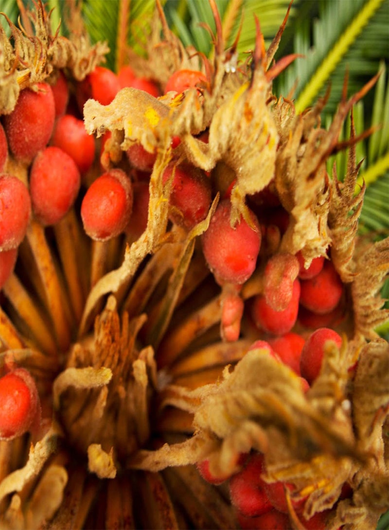 GGOOT Sago Cycas Seeds for Planting, Tropical Easy to Plant Green Sago Palm Tree Seeds for Garden Easy to Plant,Gardening,Home Decor - Sago Cycas Seeds - Image 4