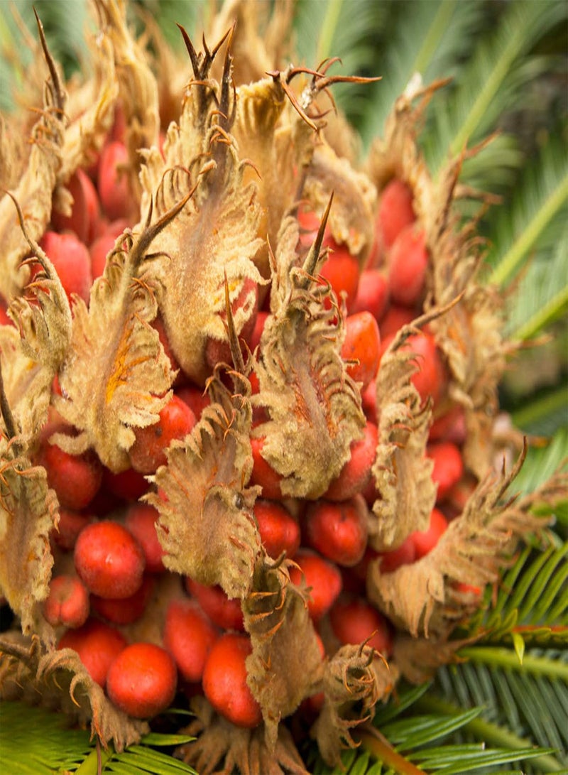GGOOT Sago Cycas Seeds for Planting, Tropical Easy to Plant Green Sago Palm Tree Seeds for Garden Easy to Plant,Gardening,Home Decor - Sago Cycas Seeds - Image 5