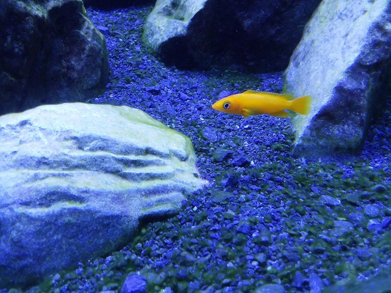 Seachem Cichlid Lake Salt - 1 kg (2.2 lbs) for African Cichlids - Image 4