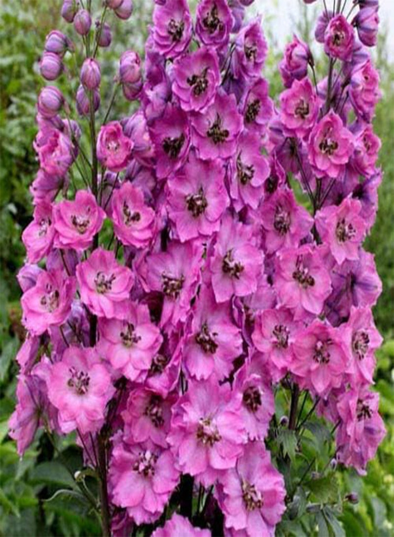 Fresh Seeds - Pink Delphinium Seeds, Astolat, Heirloom Flower Seeds, Tall Pink Flowers, 50ct
