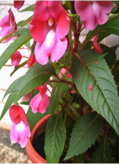 GGOOT Balsam Tom Thumb Mixed Flower Seeds - 'Impatiens balsamina' - 50 Seeds  - Image 1