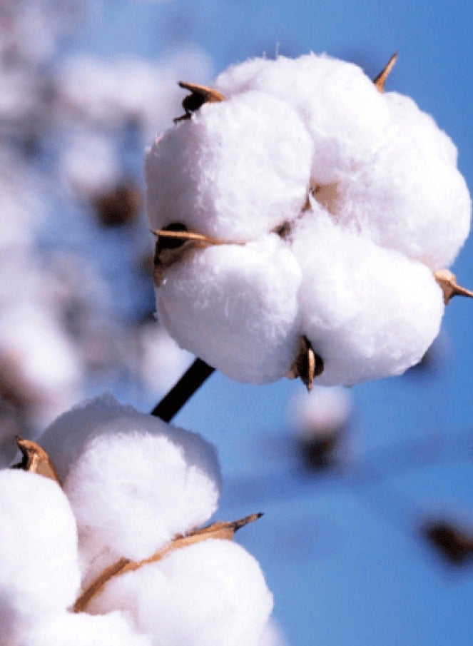 Hayat Premium Hotel Quality 100% Cotton Hand Towels Multipurpose Use Towels with High Absorbency- Size 50*90 cm- 6 pieces (white) - Image 3