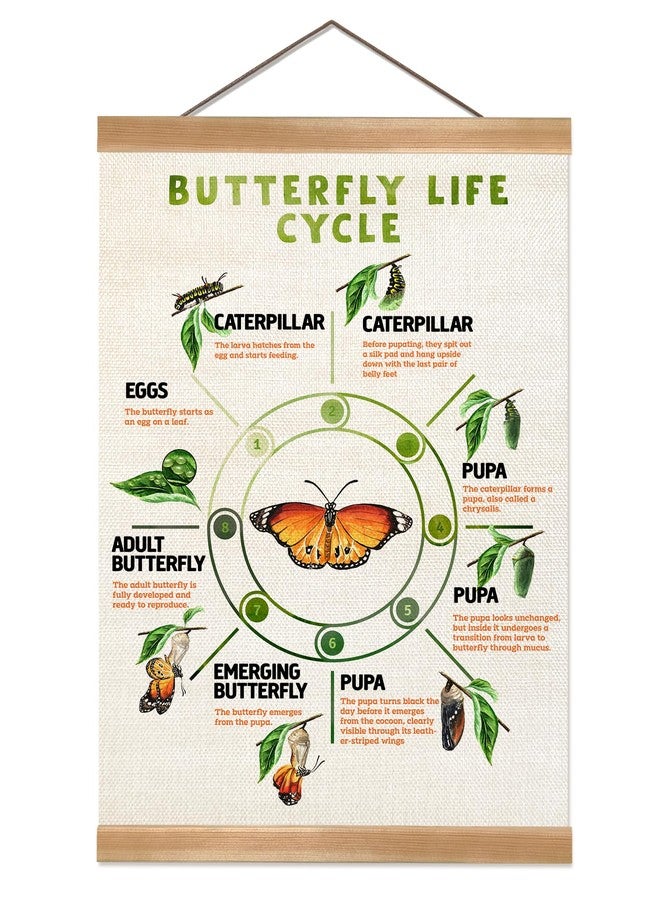 ZTGDA Butterfly Life Cycle Poster Linen Canvas Wall Art with Wooden Frame Educational Nature Chart for Toddler Playroom Classroom Homeschool or Montessori Learning Decor (Butterfly life cycle) - Image 1