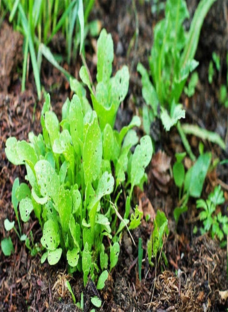 GGOOT 500 Pcs Arugula Seeds for Planting - Plant an Outdoor Vegetable Home Garden - Image 3
