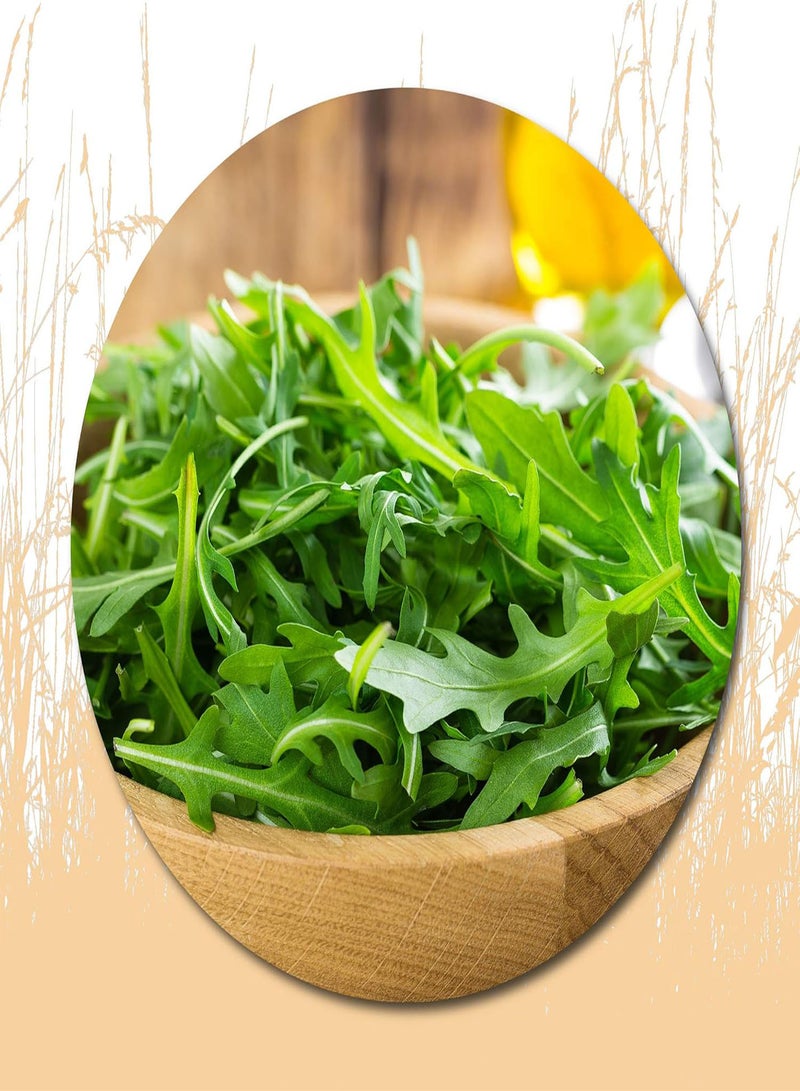 GGOOT 500 Pcs Arugula Seeds for Planting - Plant an Outdoor Vegetable Home Garden - Image 1