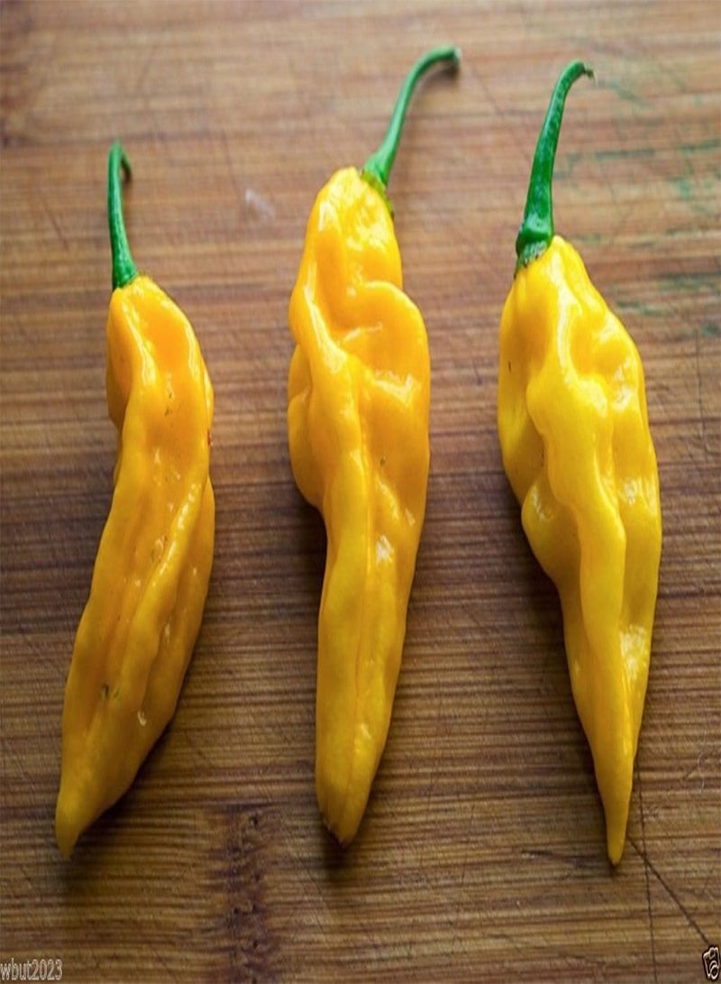 GGOOT Fatalii   -50 Seeds - One of the Hottest  - 300,00 SHU Scale - Image 1