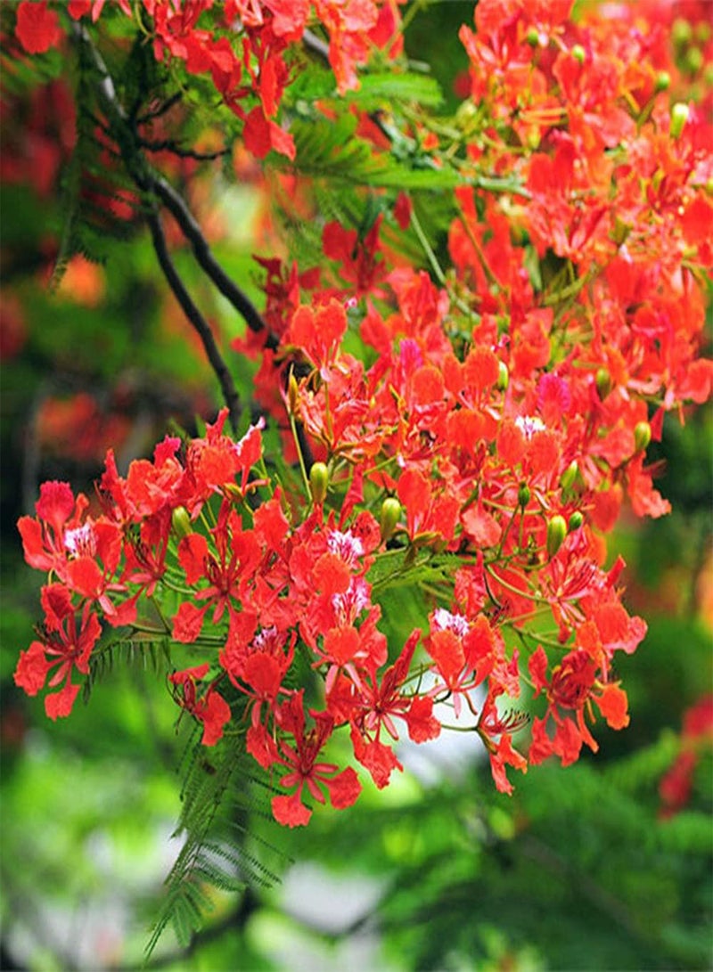 GGOOT 20Pcs Poinciana Seeds Beautiful Exotic Ornamental Trees for Outdoor Garden Roadside Planting Strong Adaptability Don't Need Much Care - Image 3